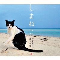 しまねこ　竹富島に暮らす猫