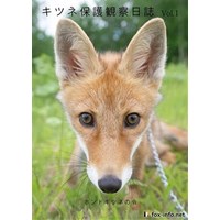 「キツネ写真集」キツネ保護観察日誌 Vol.1 -ホンドギツネの令-